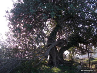 tapiccola-13-01-2013 09-55-53